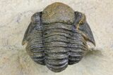 Gerastos Trilobite Fossil - Foum Zguid, Morocco #145737-2